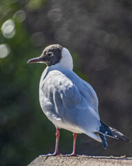 Mouette rieuse