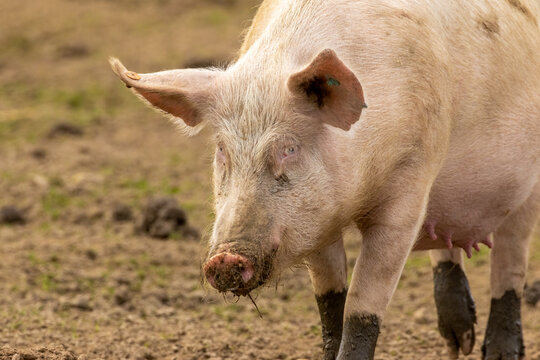 Female pig, sow, with pink face and blue eyes,  floppy ears and muddy trotters and snout