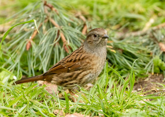 Duncock, hedge sparrow, foraging on the forest floor for food