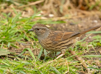 Duncock, hedge sparrow, foraging on the forest floor for food