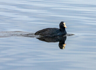 Coot waterfowl bird on blue water with reflection 