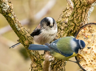 Long tailed tit perched on a branch