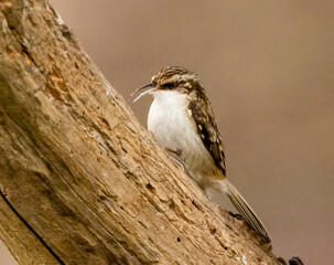 Tree creeper bird foraging for food on a tree branch