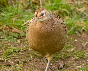 Femle pheasant foraging in the woodland undergrowth