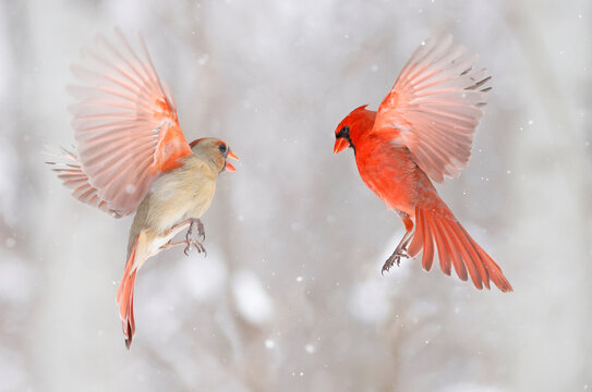 Northern Cardinal flying with snow background, Quebec, Canada