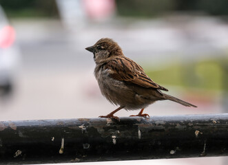 House sparrow (lat. Passer domesticus)