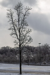 Frosty Trees