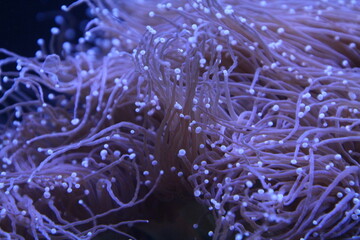 Naklejka na ściany i meble close up of a coral