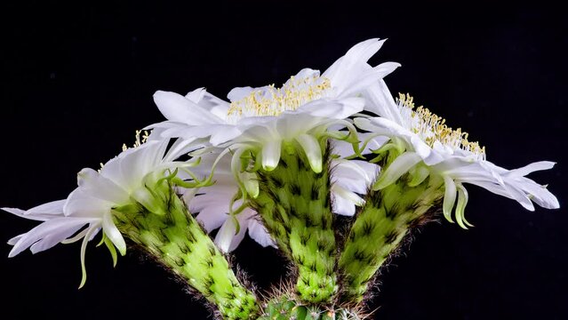 Time Lapse - White Echinopsis Cactus Flowers Blooming with Black Background