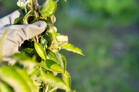 pear branch with aphids, pests of vegetable garden and garden, hand holds plant strewn with aphids