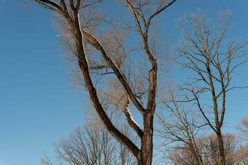 some trees on a blue sky in winter