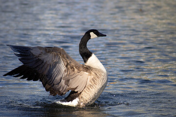 canada goose stretching wings