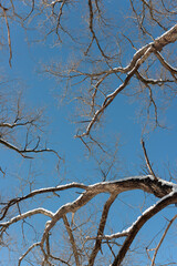 branches and sky