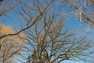 branches against blue sky