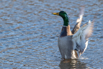 Duck standing and raising his wings