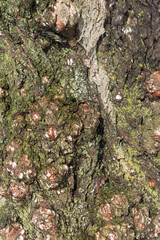 partly wet moss on tree trunk