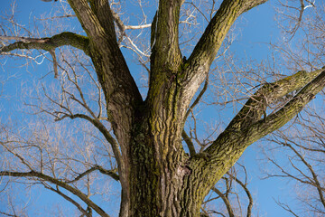 Fototapeta na wymiar center placed bare tree and blue sky