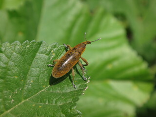 Weevil beetle (Lixus pulverulentus) sitting on a green leaf
