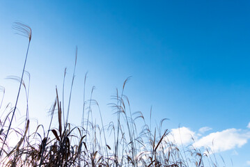 冬の青空にススキ