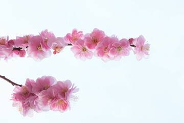 Fototapeta na wymiar ピンク色の枝垂れ梅の花。背景を処理して透き通るような透明感を表現