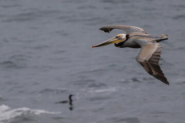 2023-02-21 A BROWN PELICAN IN FLIGHT OFF THE COAST OF LA JOLLA CALIFORNIA NEAR SAN DIEGO