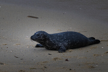 Obraz premium 2023-03-04 A LONE BABY SEAL LYING ON THE SAND IN THE CHILDRENS POOL IN LA JOLLA CALIFORNIA
