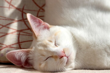 Obraz premium Honey cat