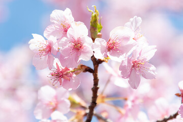 河津桜