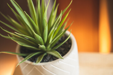 Succulent potted plant on bright sunlit background, macro