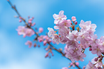 河津桜