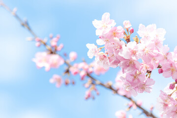 河津桜
