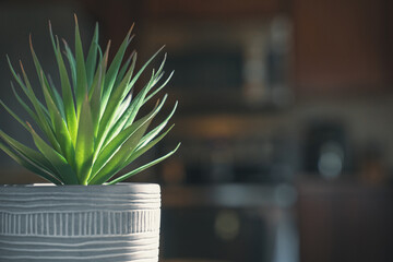 Succulent potted plant lit by sunlight in kitchen
