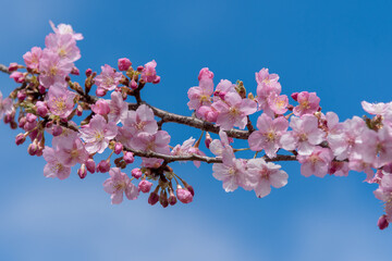 河津桜