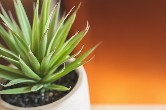 Succulent potted plant on bright sunlit background, macro