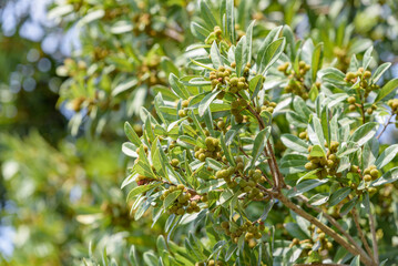 Young fruit of Japanese bayberry, on the tree