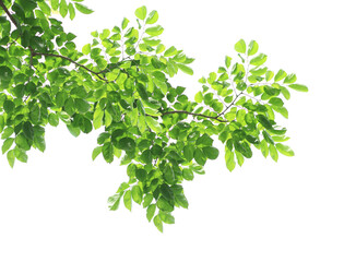 Green leaves with branch on transparent background (png file).
