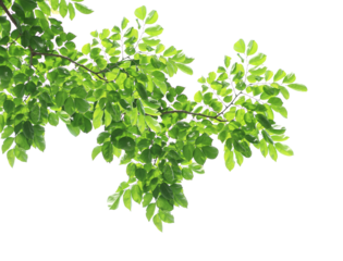 Green leaves with branch on transparent background (png file).