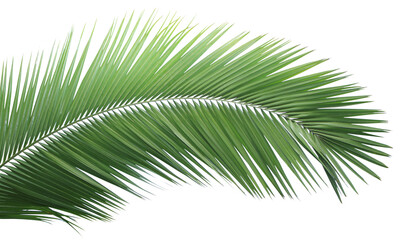 Fototapeta premium Tropical green leaf of palm tree on transparent background (png file).