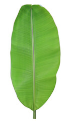 Tropical green banana leaf  on transparent background (png file.)