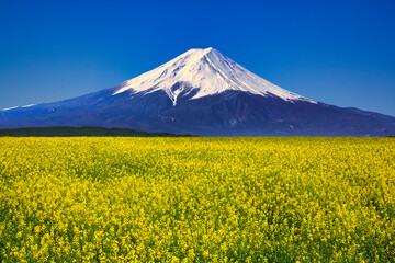 菜の花畑と富士山合成写真