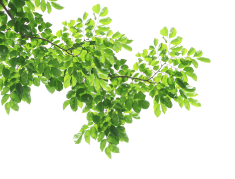 Green leaves with branch on transparent background (png file).