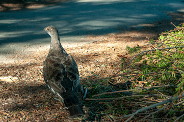 Sage grouse