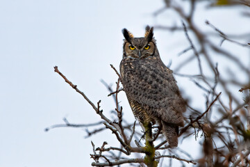 Great Horned Owl (Bubo virginianus), surveying a barren orchard. An eared and yellow eyed owl on an eerie gray day. 