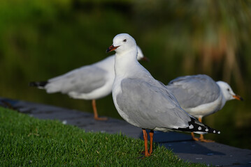 A silver gull, or seagull, standing on neatly trimmed grass beside a lake, with two other gulls in the background
