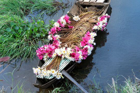 Moc Hoa District, Long An Province, Vietnam - people boating on lakes harvest water lilies, the people of this region used water lilies do as a vegetable dish