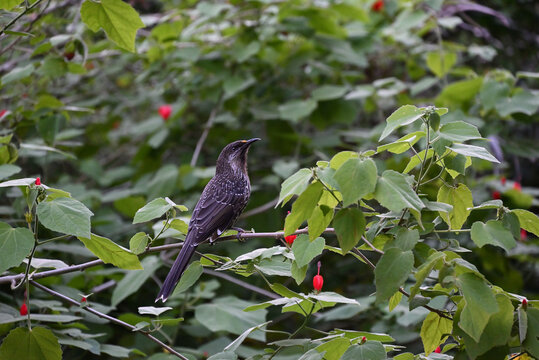 Side view of a little wattlebird perched on a thin branch, with the bird surrounded by green plant life and red flowers - Powered by Adobe