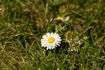 daisy flower in grass