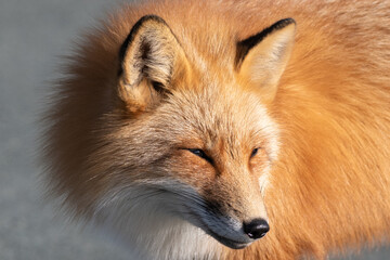 A close up of a wild young red fox with long red fur and a white fur chest. The fox has pointy...