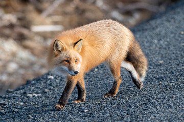 A cute young wild red fox, Vulpes Vulpes, standing on its legs attentively staring behind. It has a sharp piercing stare, orange soft fluffy fur, pointy ears, and a long red furry tail with white.