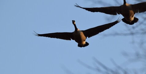 Canadian Geese in Flight